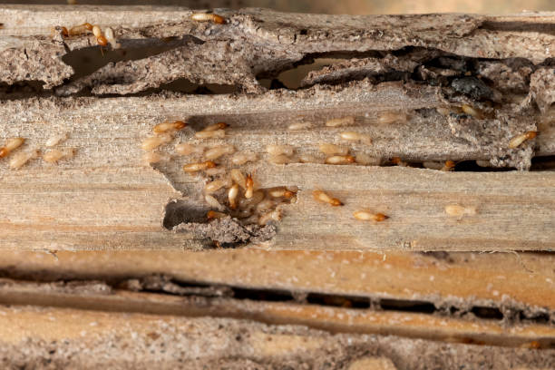 Spider Control Near Me in Kinsley, KS